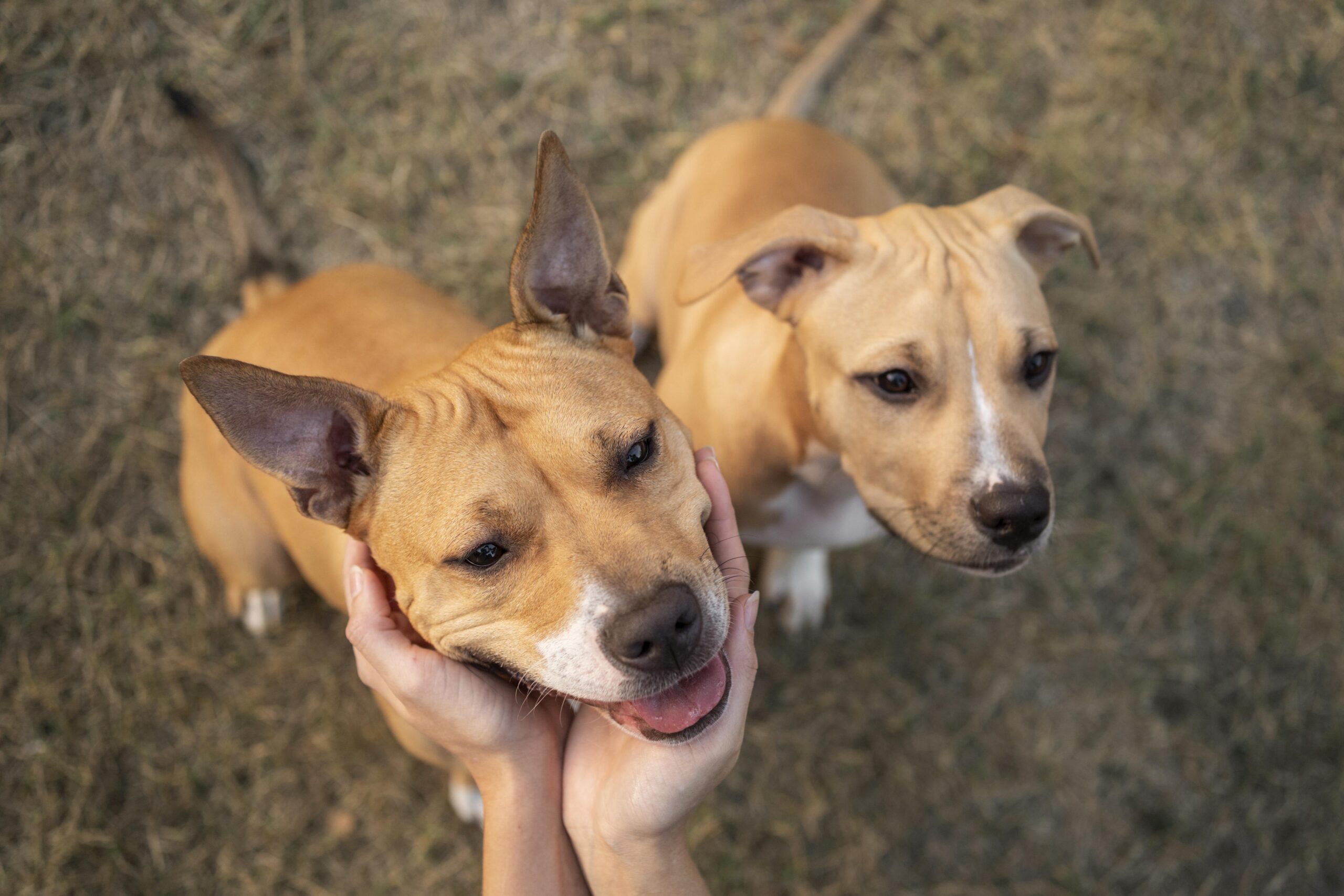 adorable pitbull dogs looking up