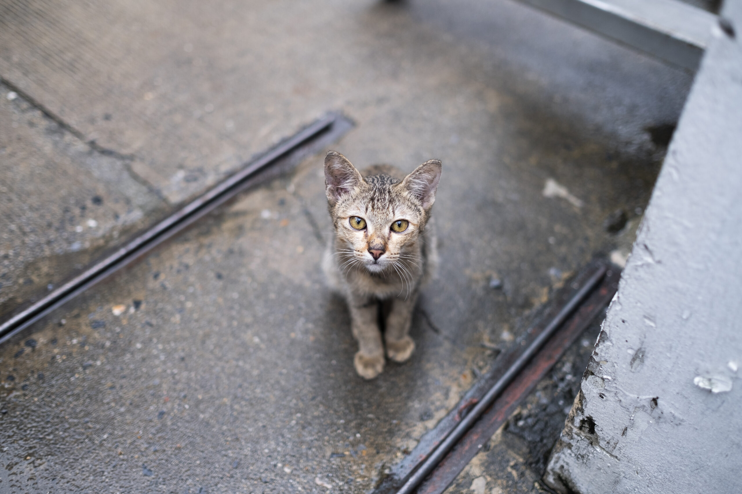 Cat Looking You Scaled