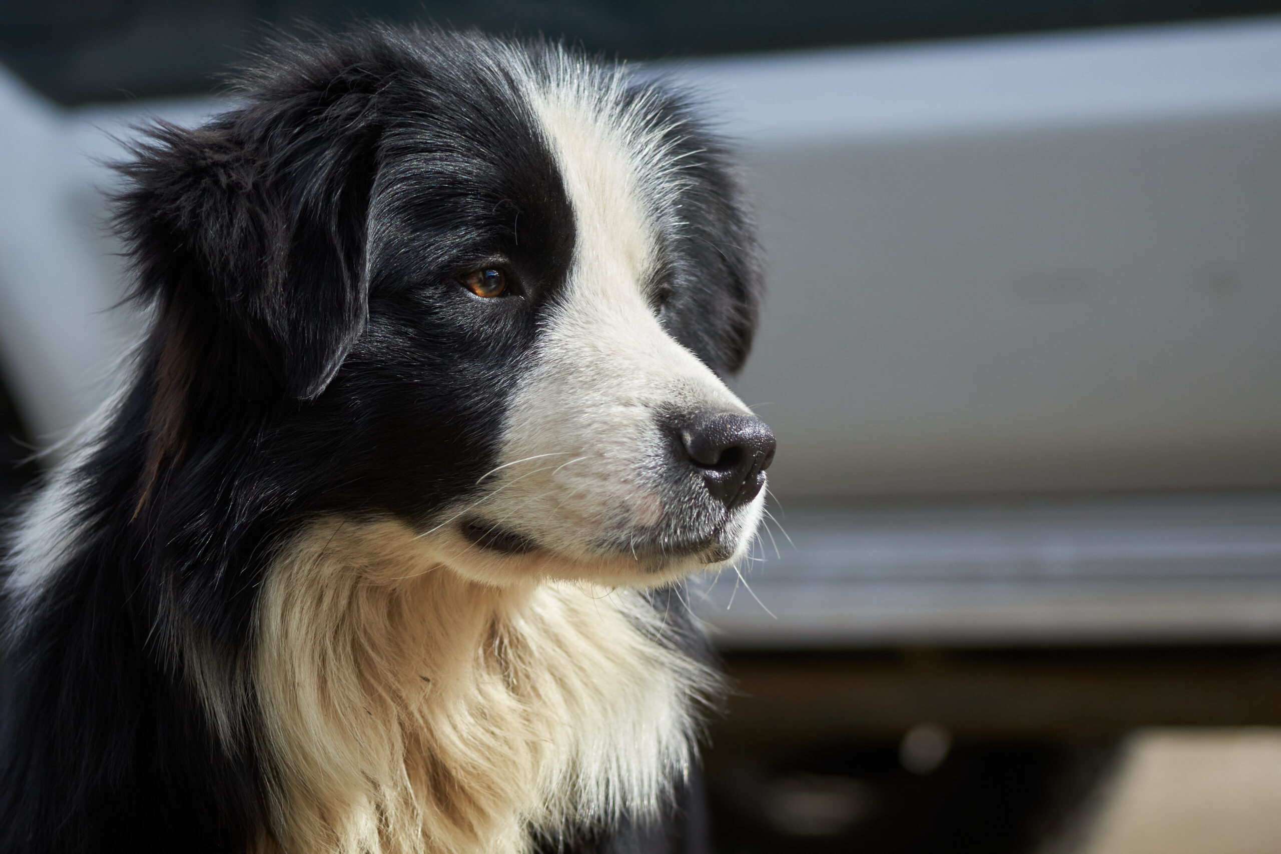 Closeup Shot Cute Border Collie Dog Scaled