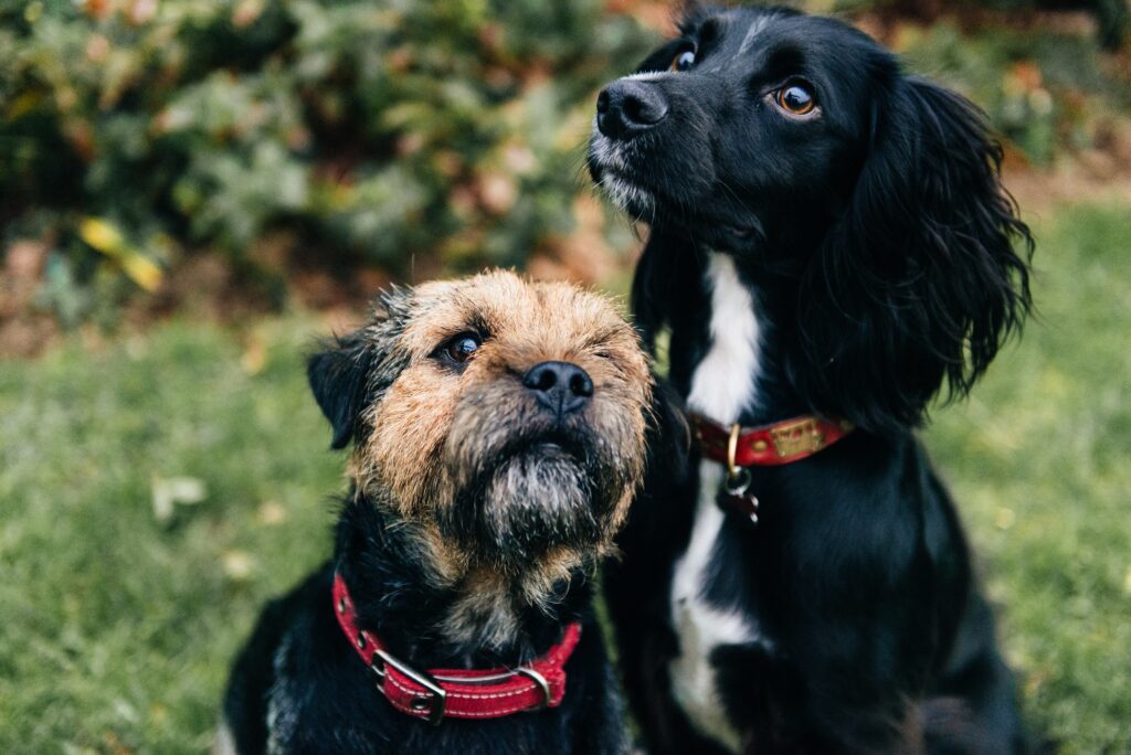 Cute Black Spaniel Dog Border Terrier Sitting Grass 1024x684