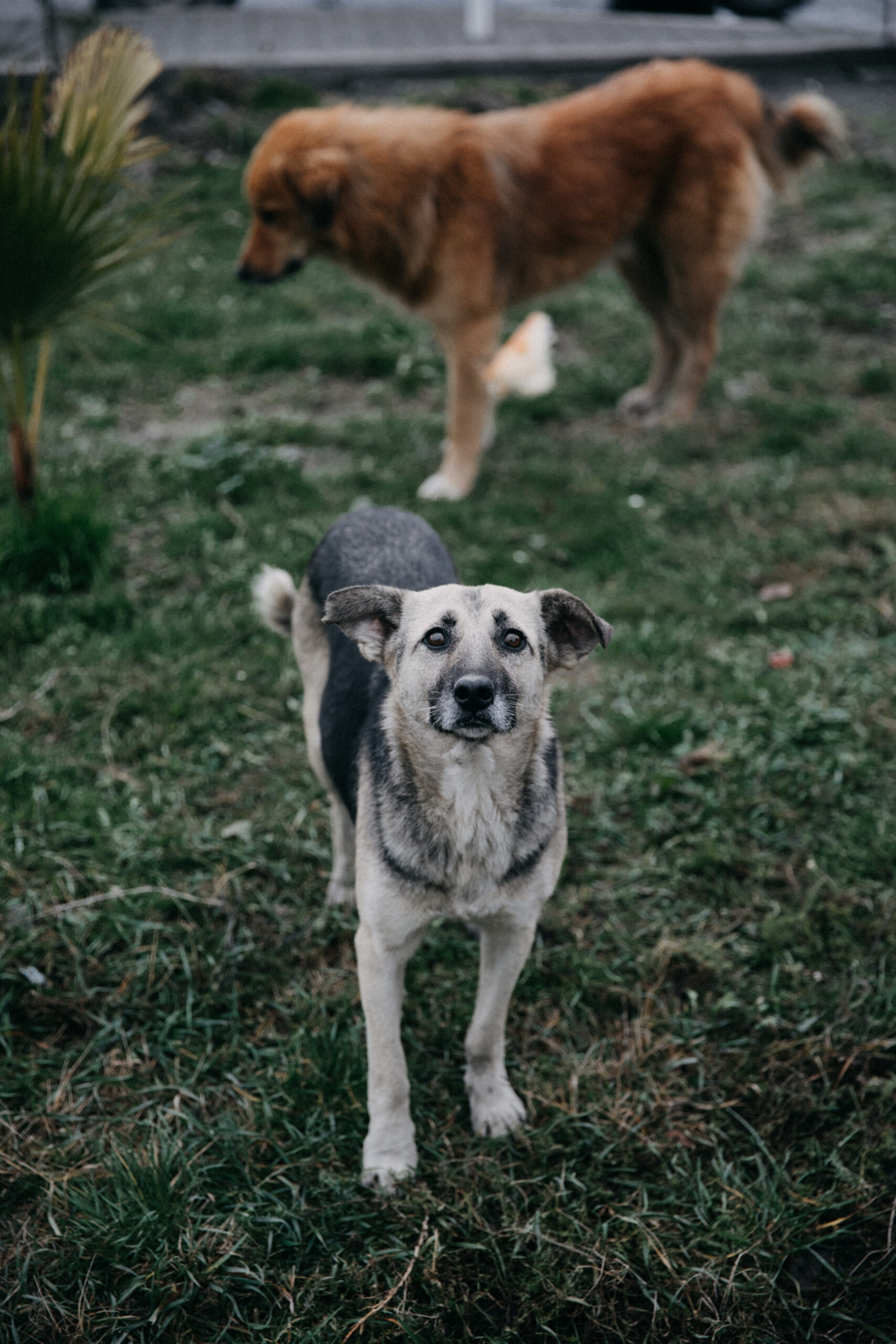 Homeless Dogs Walking Park Scaled