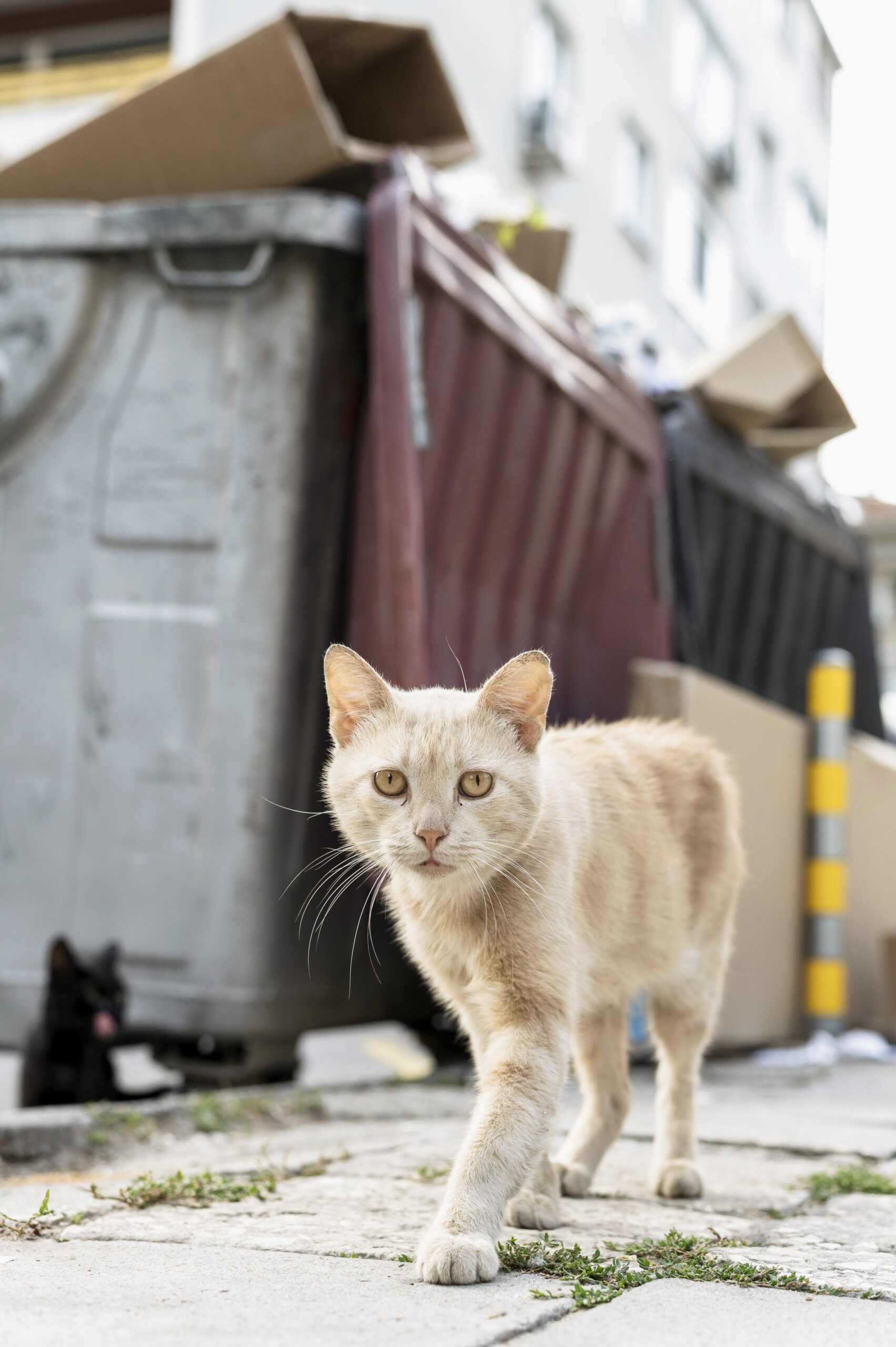 Portrait Cat Walking Down Street Scaled