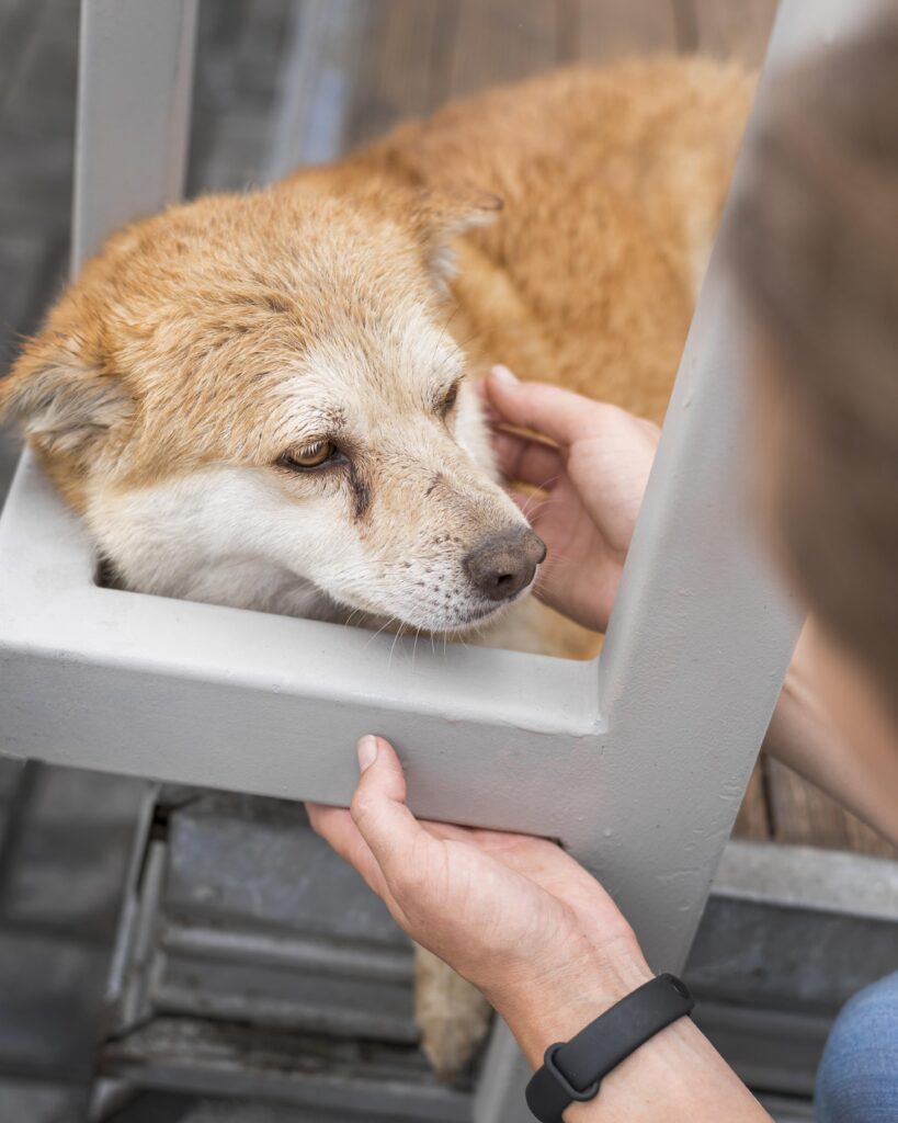 Sad Dog Shelter Being Pet By Woman 819x1024