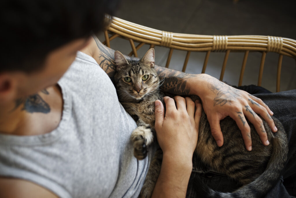 Top View Man Holding Cute Cat 1024x684