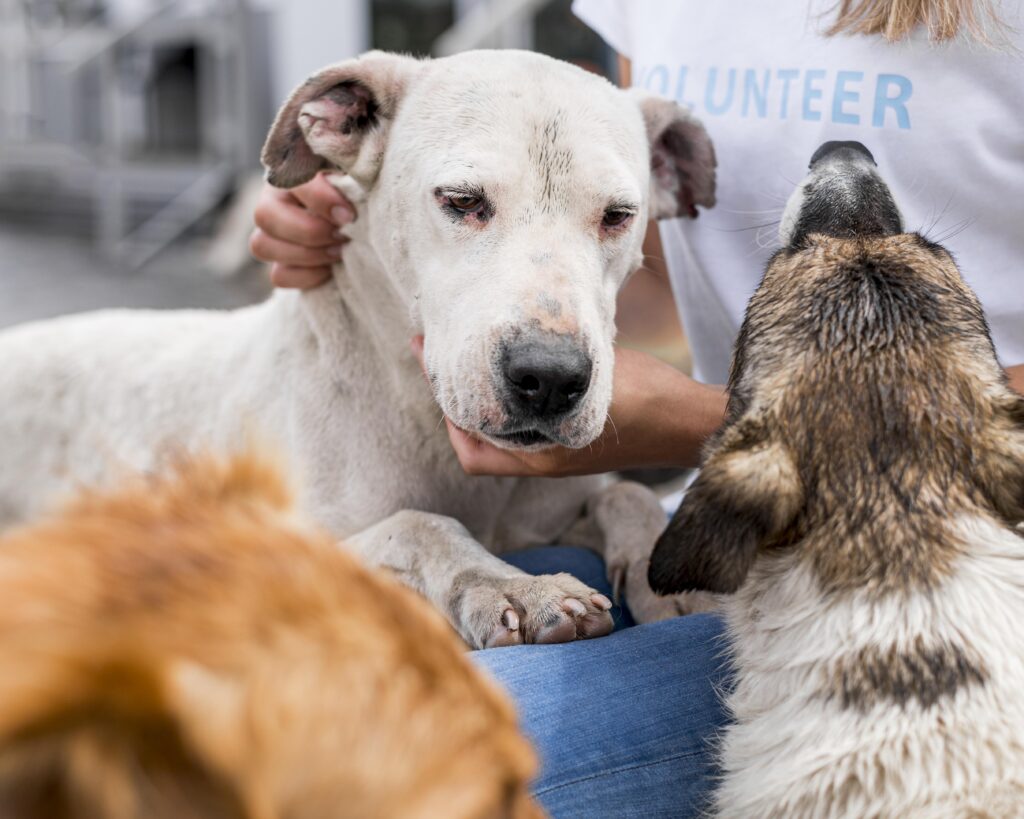 Woman Interacting With Rescue Dogs Shelter 1024x819